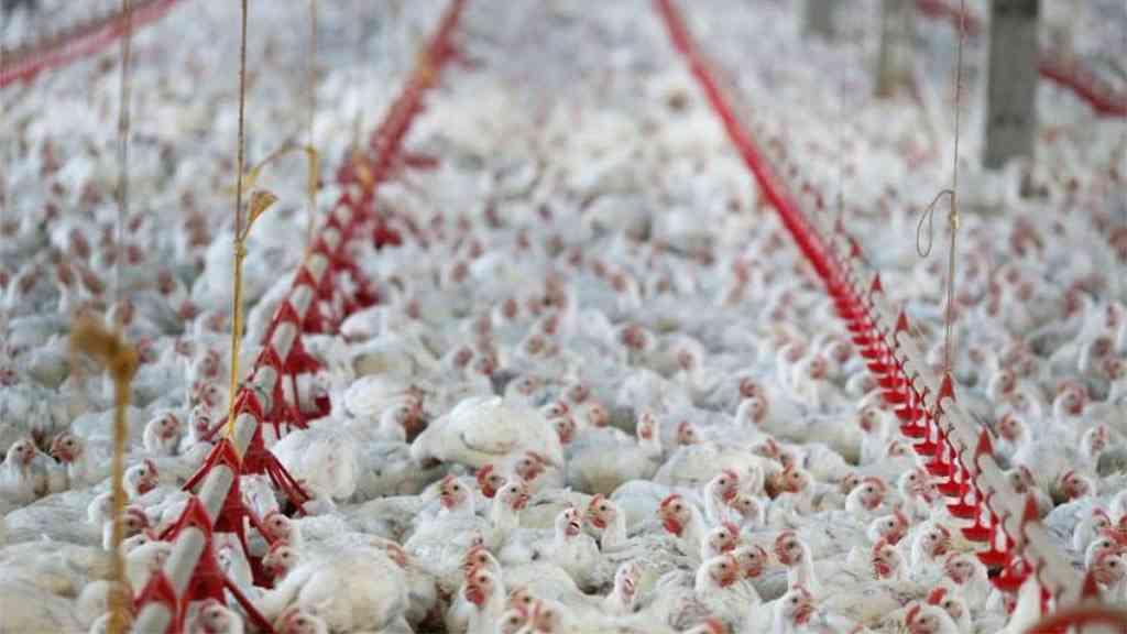 Ocorrência de casos da gripe aviária leva prejuízo às granjas | O volume produzido nas granjas de Santa Catarina foi afetado pela decisão das autoridades sanitárias